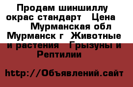 Продам шиншиллу, окрас стандарт › Цена ­ 900 - Мурманская обл., Мурманск г. Животные и растения » Грызуны и Рептилии   